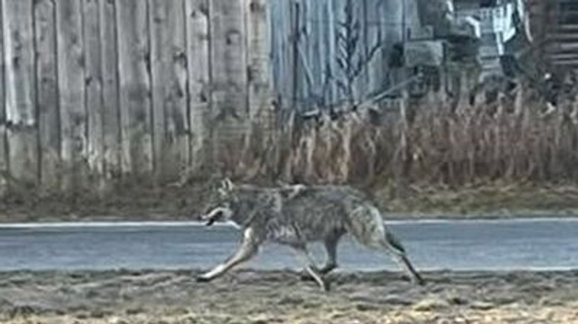 Wilki podchodzą coraz bliżej domów. Gmina apeluje do mieszkańców Wilki podchodzą coraz bliżej domów. Gmina apeluje do mieszkańców