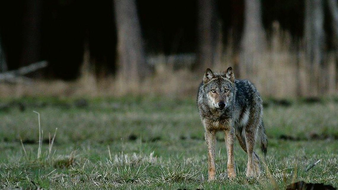 Wilki w Zawieprzycach? Czytelnicy mówią, że mają na to "twarde dowody"