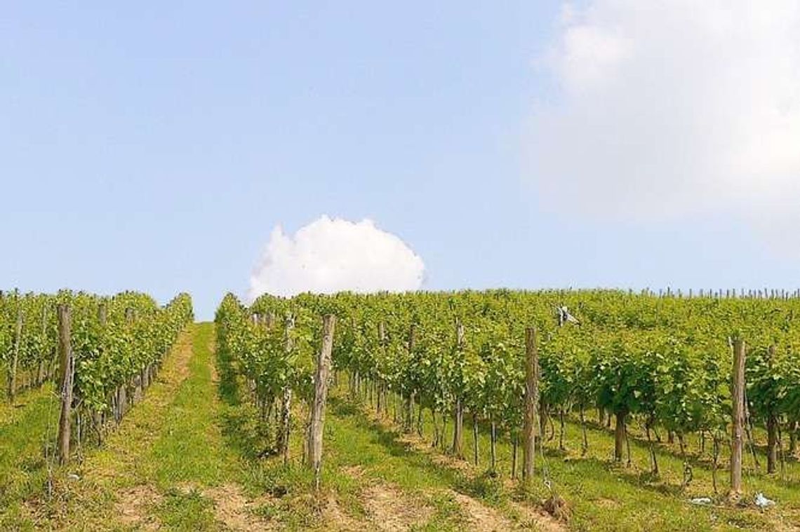 Winnicę mają od trzech lat, a już są nagrody. Jak założyć i prowadzić winnicę?