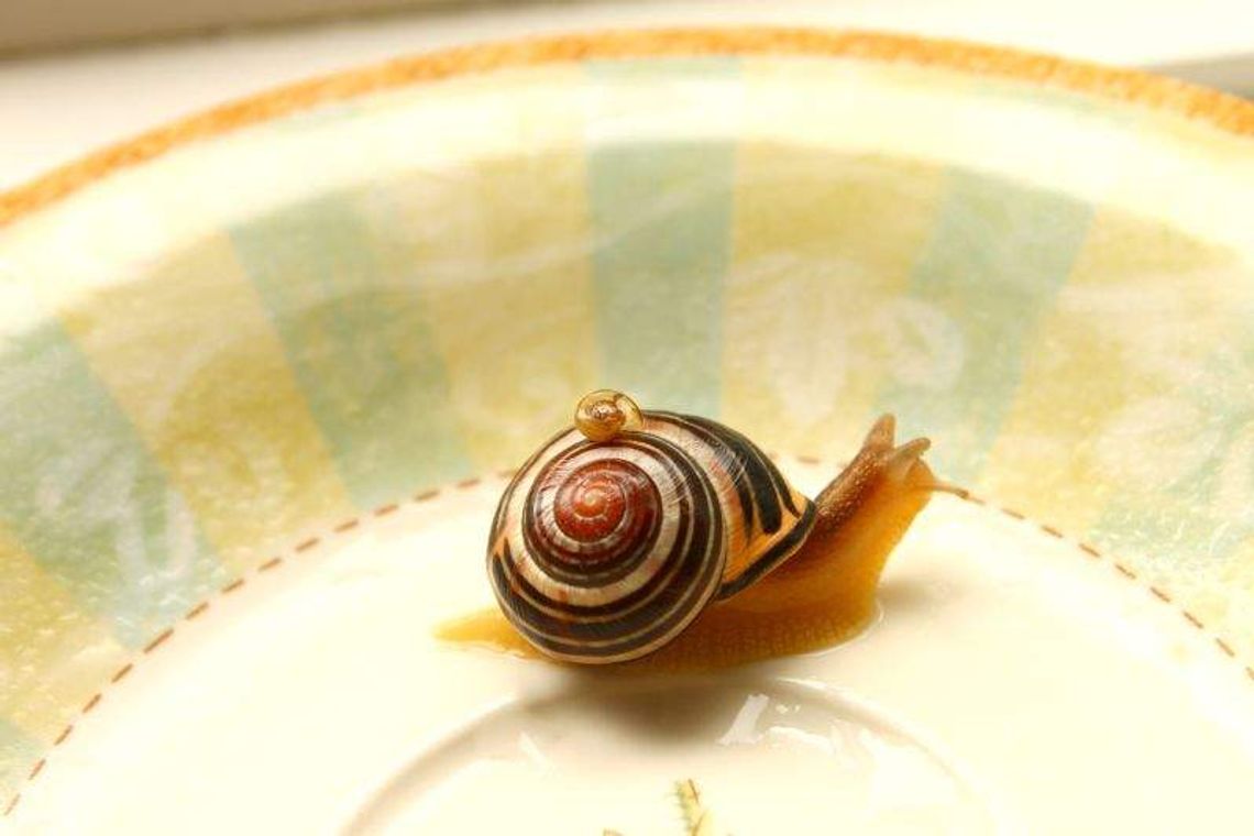 Winniczki kryjcie się. Będzie wielki zbiór w woj. lubelskim