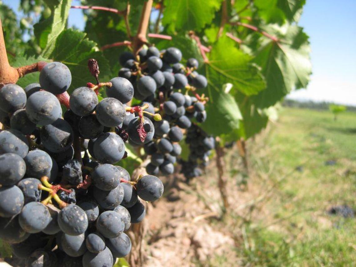 Wino marki Perła i spór o nazwę piwa \"Trybunalskiego” Wino marki Perła i spór o nazwę piwa \"Trybunalskiego”