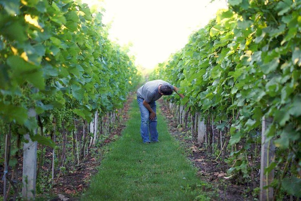 Wino z Opola Lubelskiego jednym z najlepszych w Polsce