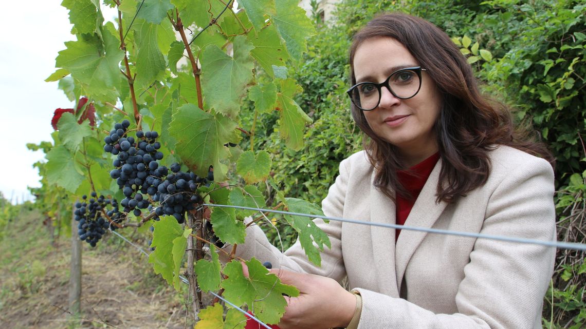 Winobranie w Janowcu. Pierwsze takie od 75 lat