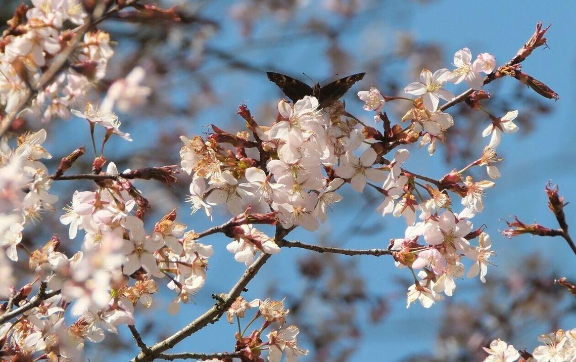 Wiosna się budzi z zimowego snu. Ogród Botaniczny zaprasza na wiosenne spacery Wiosna się budzi z zimowego snu. Ogród Botaniczny zaprasza na wiosenne spacery