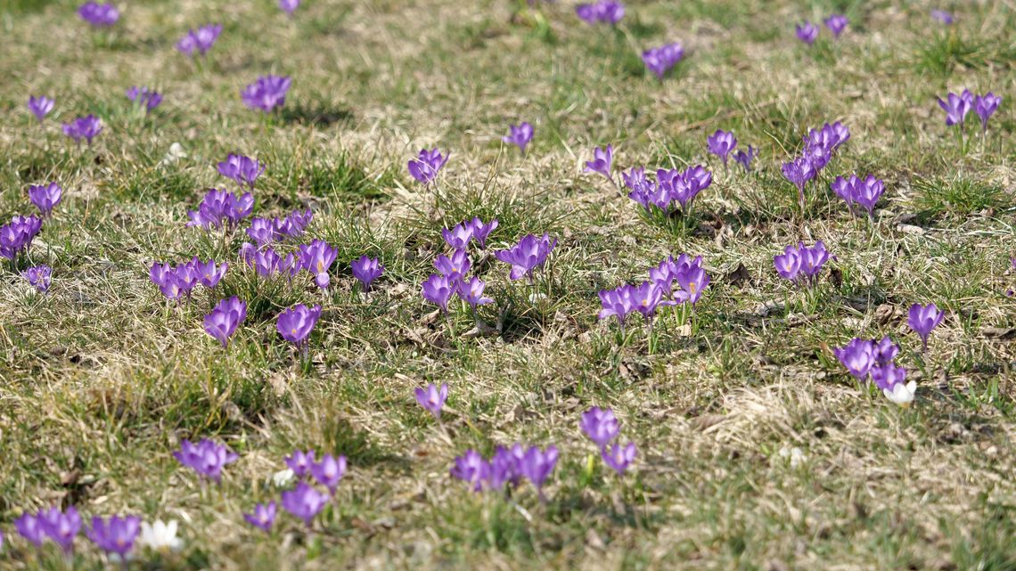 Wiosna w Lublinie. Przy Zamku krokusy, na Czubach słoneczniki