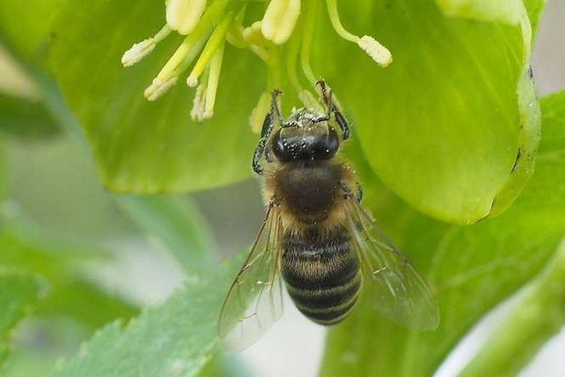 Wiosna w Ogrodzie Botanicznym. Przygotowania do otwarcia Wiosna w Ogrodzie Botanicznym. Przygotowania do otwarcia