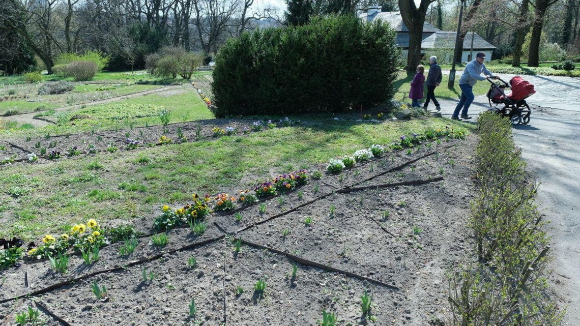 Wiosna w Ogrodzie Botanicznym w Lublinie [zdjęcia]