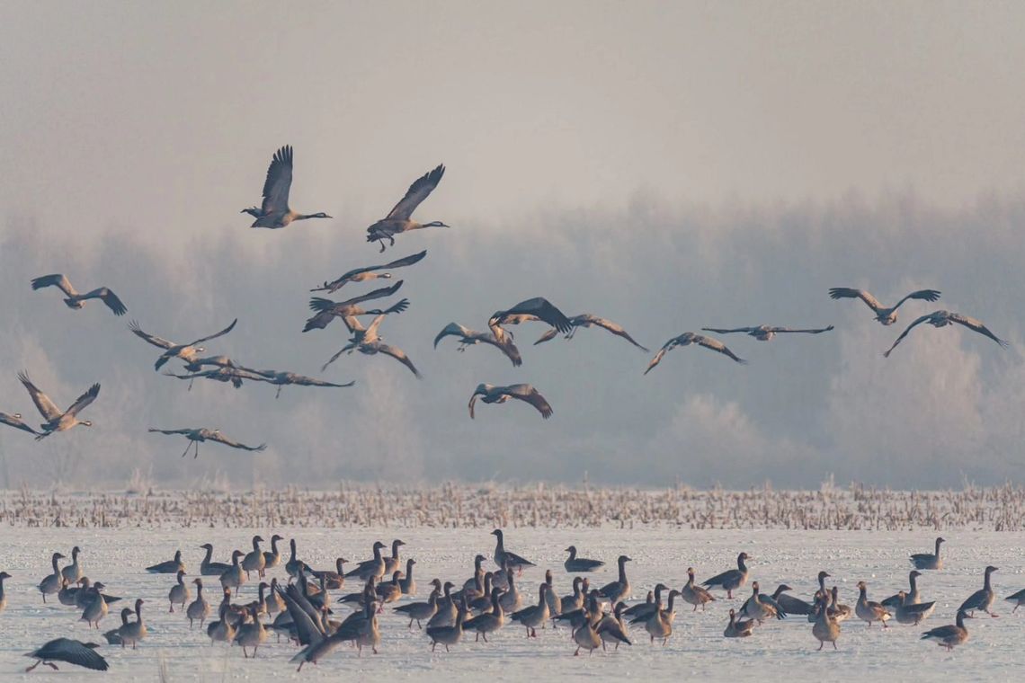 Wiosna za pasem? W Poleskim Parku Narodowym pojawiły się żurawie. „To klangor, którego nie da się pomylić” Przylot żurawi na Polesie