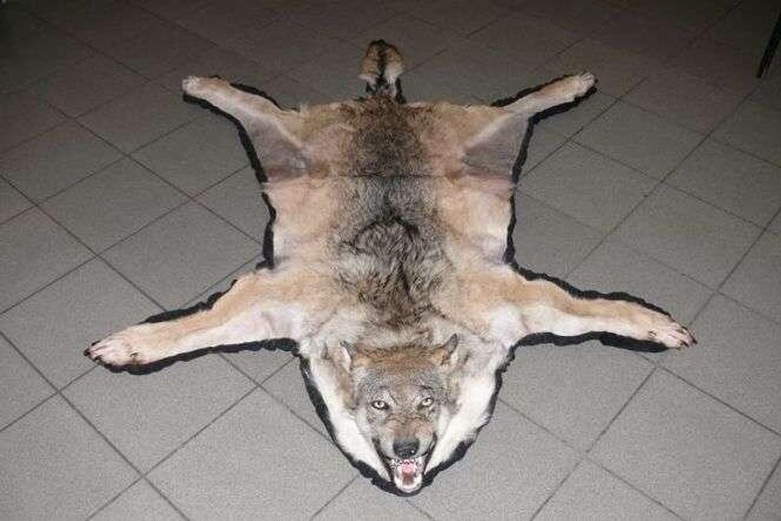 Wiózł nietypowy prezent. Rosjaninowi grozi 5 lat więzienia