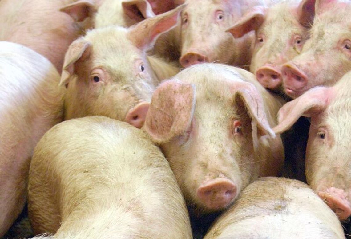 Wirus Aujeszky\'ego: Nasze świnie są zdrowe
