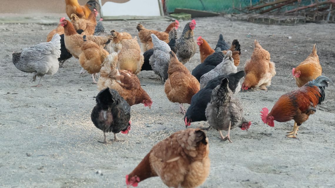 Wirus ptasiej grypy zaatakował nie tylko w woj. lubelskim. Nowe ognisko choroby wykryto w Wielkopolsce