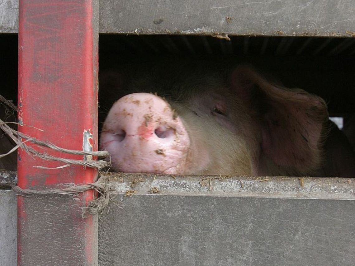 Wirus zabija świnie i dziki: Polska szykuje się na inwazję groźnej choroby