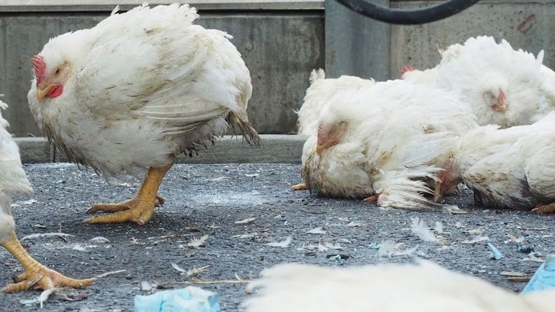 Wirus zabija w kilka dni. Jak uchronić drób przed ptasią grypą?