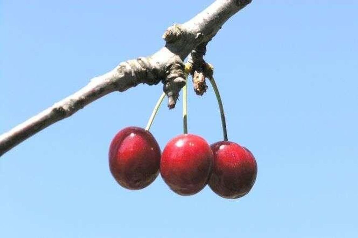 Wiśnie zostały na drzewach, bo nie opłacało się ich zrywać. Sadownicy: To zmowa cenowa