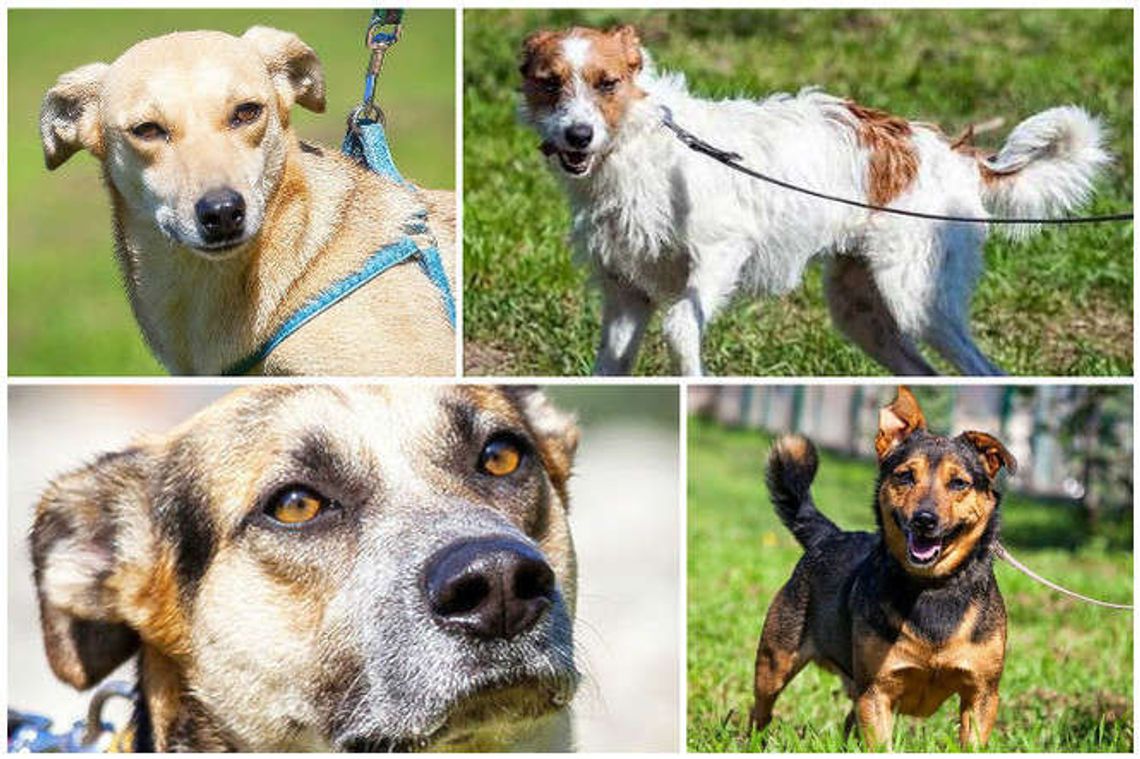 Witaminowa paka dla bezdomniaka: Pomóż psom z Białej Podlaskiej Witaminowa paka dla bezdomniaka: Pomóż psom z Białej Podlaskiej