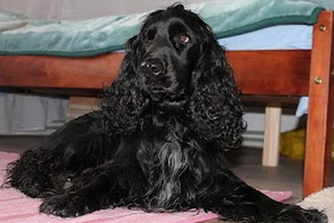 Wizyta w lubelskim schronisku dla zwierząt. Spaniel znalazł dom Wizyta w lubelskim schronisku dla zwierząt. Spaniel znalazł dom