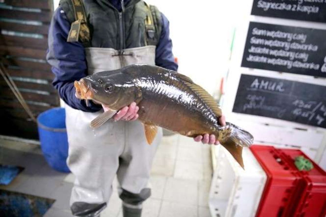 Wkrótce karp trafi na świąteczny stół. Ile zapłacimy za niego w Lublinie? Wkrótce karp trafi na świąteczny stół. Ile zapłacimy za niego w Lublinie?