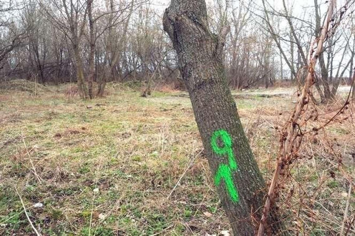 Wkrótce ruszy wycinka drzew przy ul. Koncertowej. "My tylko korzystamy z przepisów" Wkrótce ruszy wycinka drzew przy ul. Koncertowej. "My tylko korzystamy z przepisów"