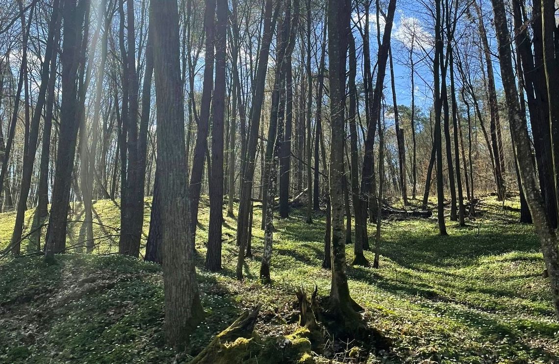 rezerwat Grabowy Las