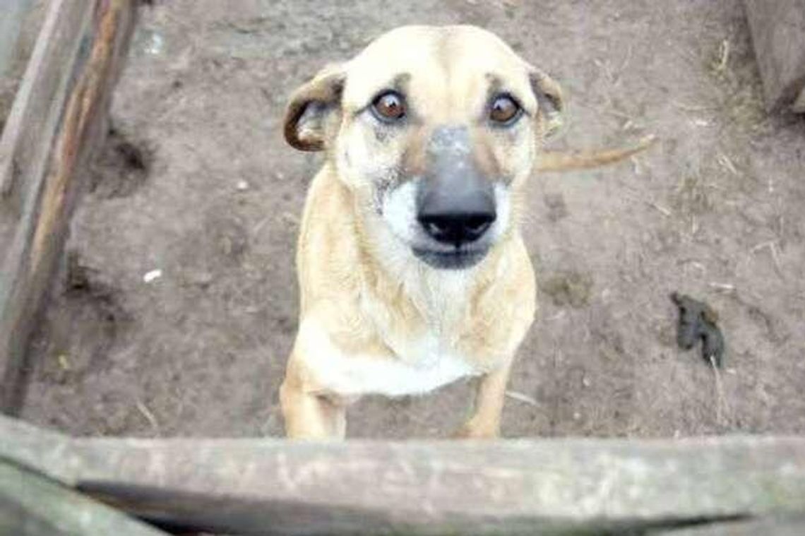 Włamał się do sąsiadki, zaatakował ją i groził zabiciem jej psa. Jest postanowienie sądu