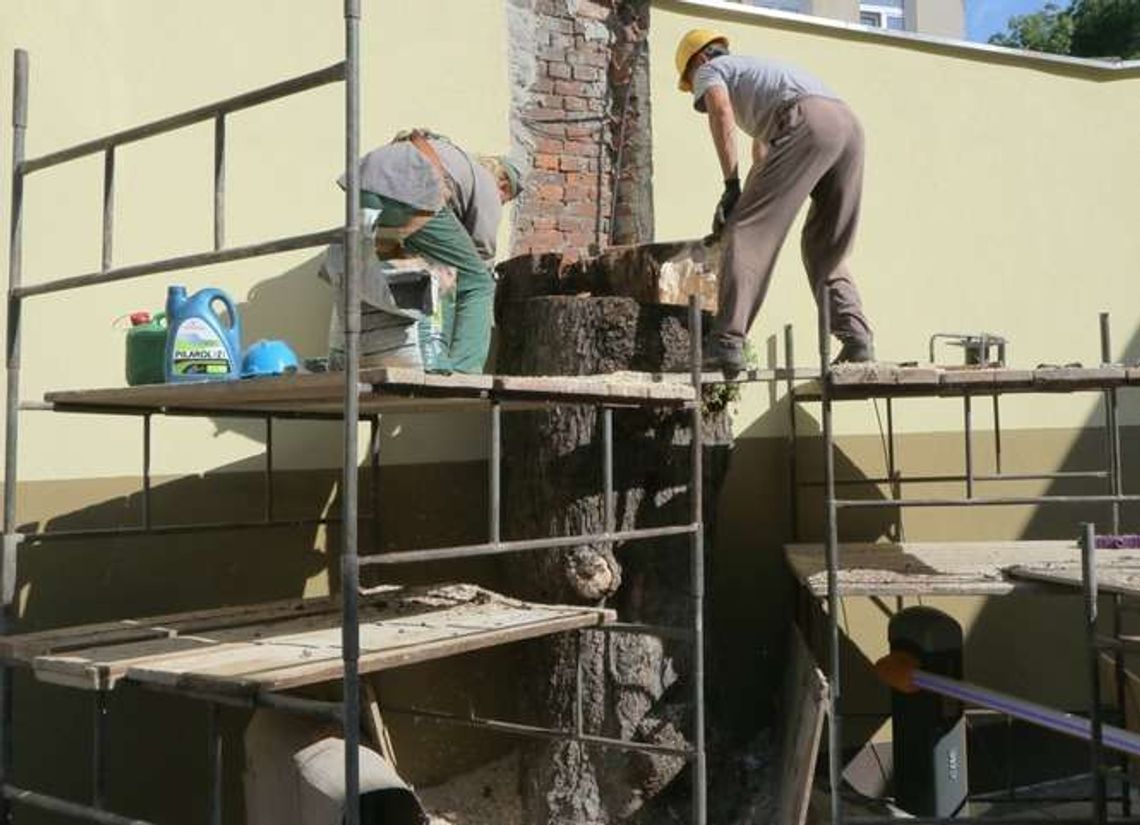 Właściciel starał się o to 3 lata, ścięli drzewo przy ul. Peowiaków