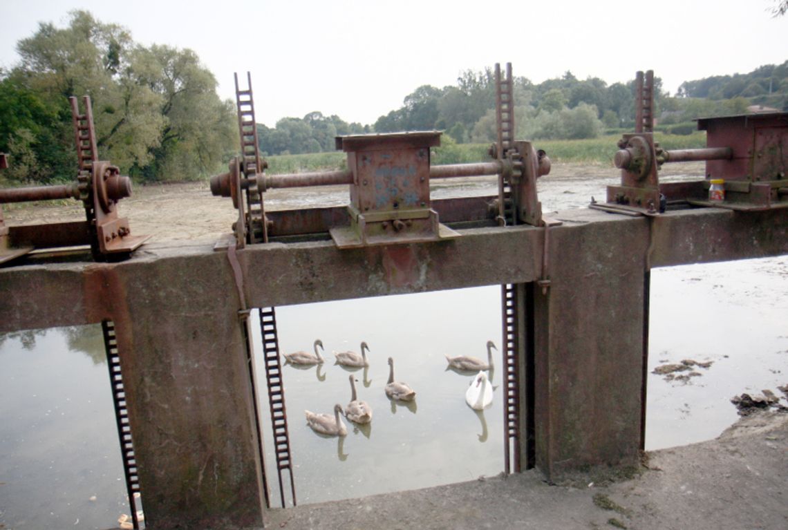 Właściciel stawu spuścił wodę. Młode ptaki w niebezpieczeństwie