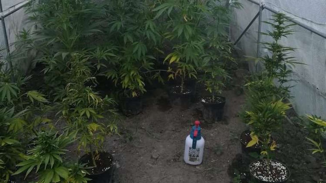 Właściciel tego foliowego namiotu ma spore kłopoty