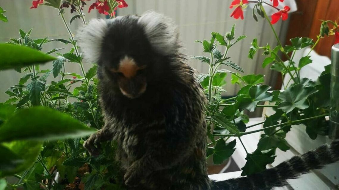 Właścicielka egzotycznego zwierzęcia cały dzień szukała swojego pupila. Sąsiadka: Mam małpę na balkonie