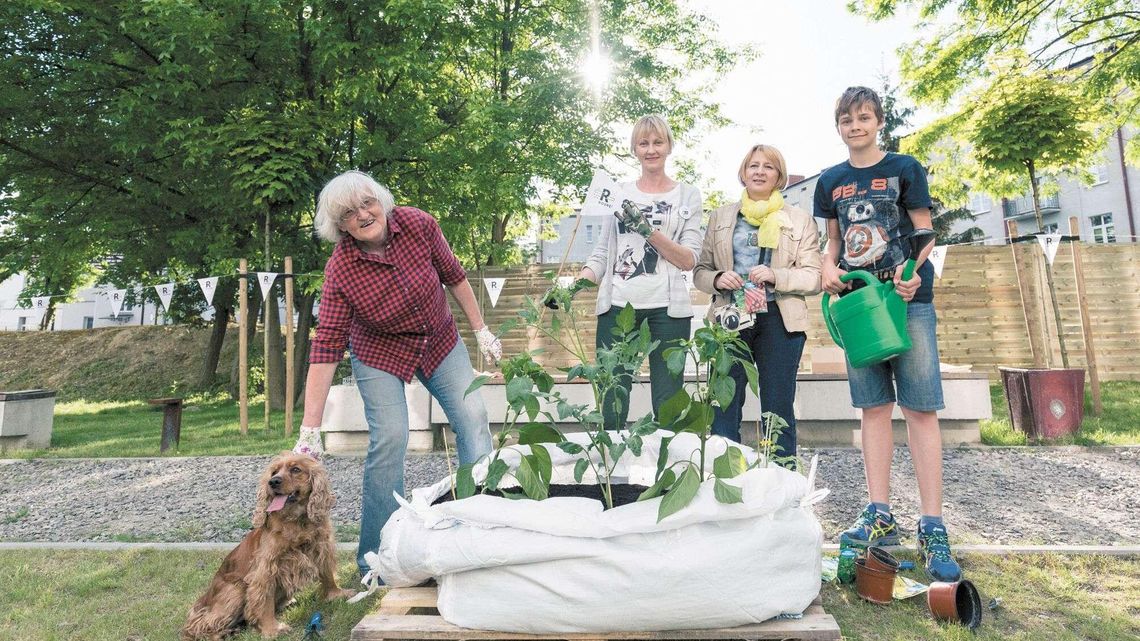 Własna grządka w centrum miasta. CSK rusza z akcją "Rosnę" Własna grządka w centrum miasta. CSK rusza z akcją "Rosnę"