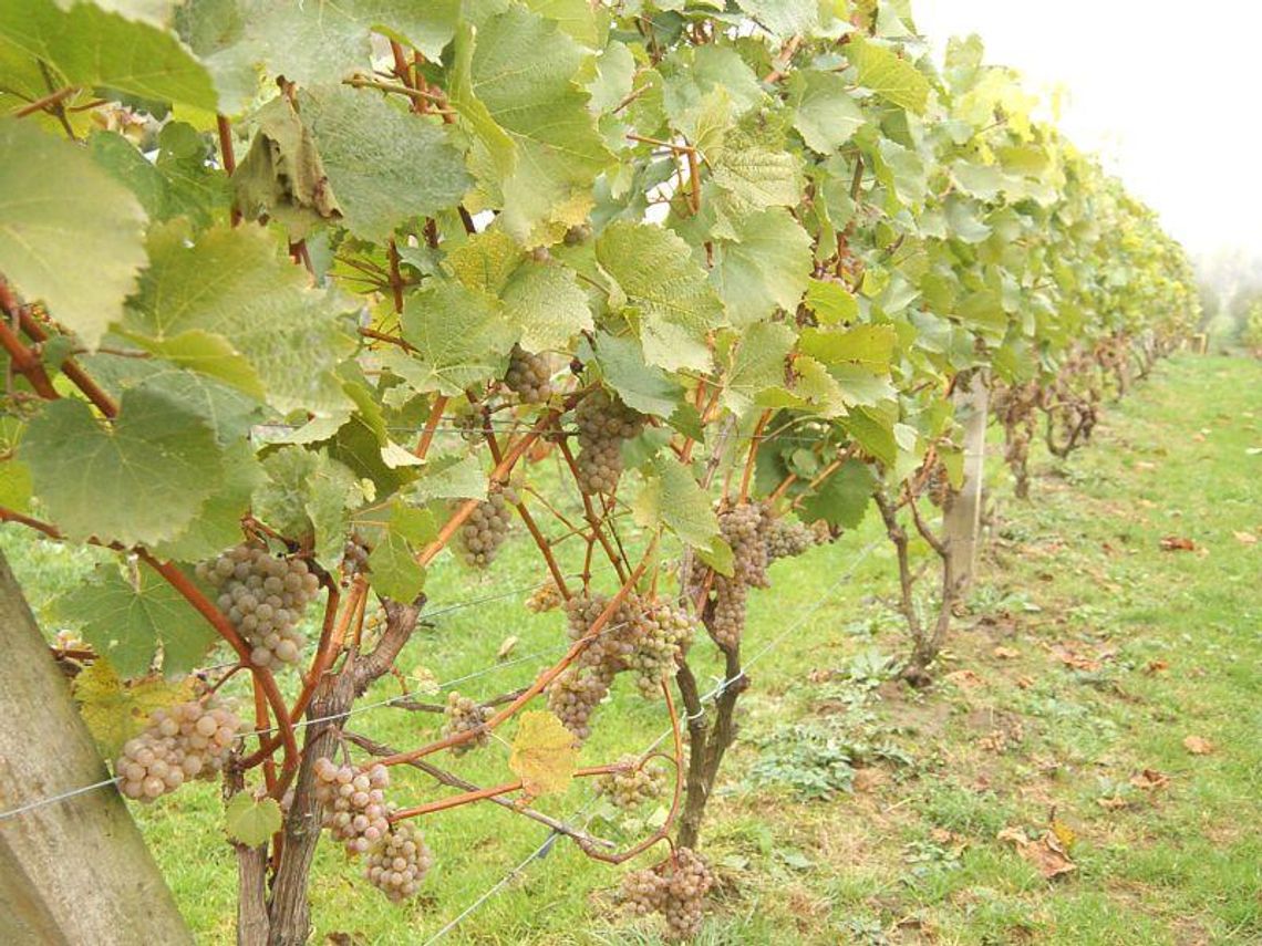 Własna winnica. Na Lubelszczyźnie to też możliwe