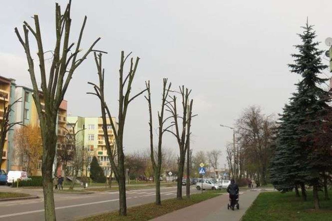 Włodawa coraz mniej zielona Włodawa coraz mniej zielona