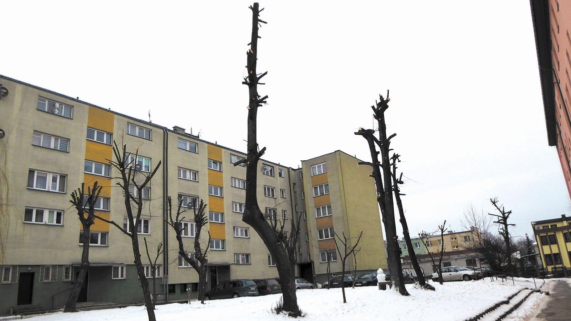 Włodawa coraz mniej zielona. "Wnioskowali o to sami mieszkańcy"