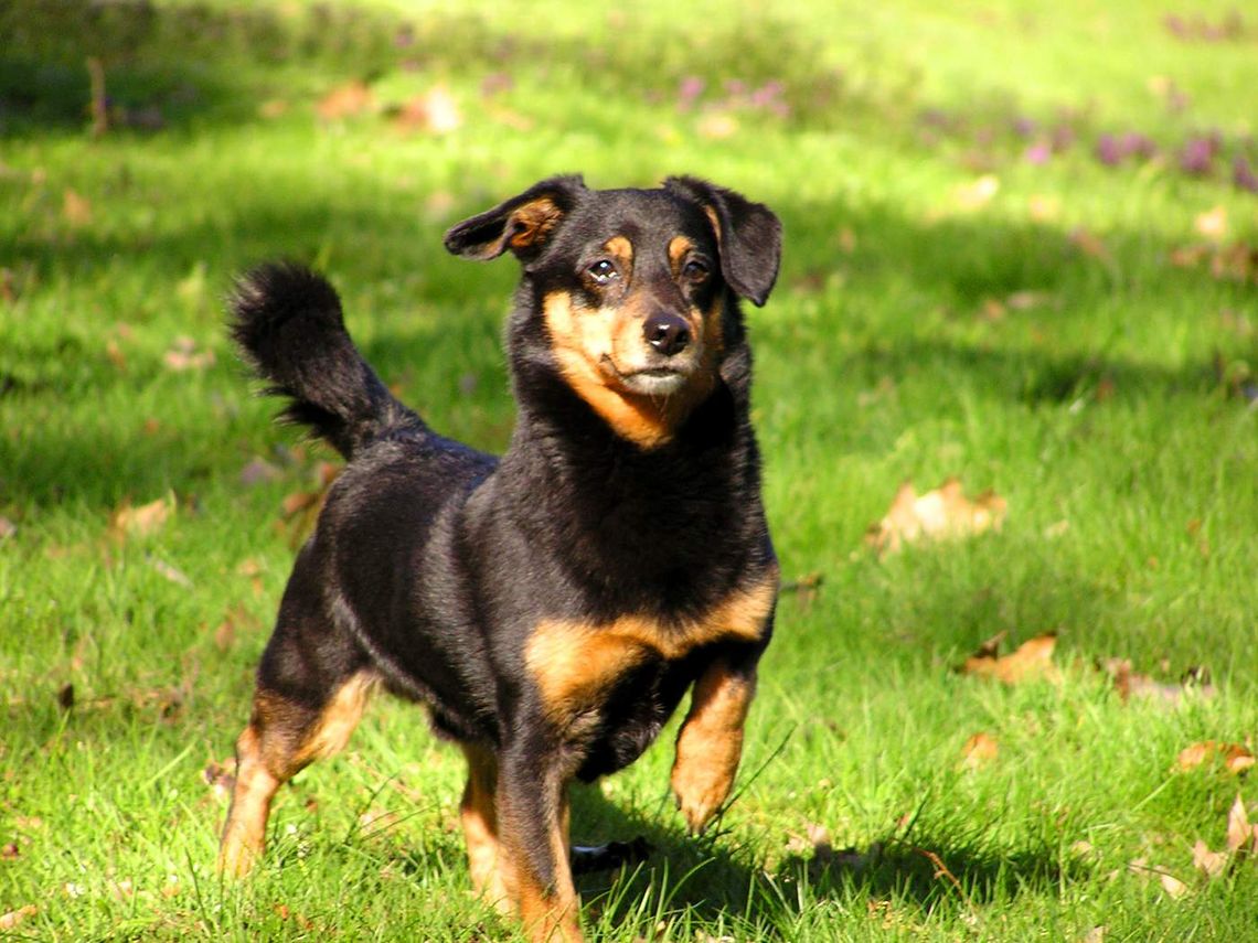 Włodawa. Kodowanie czworonogów