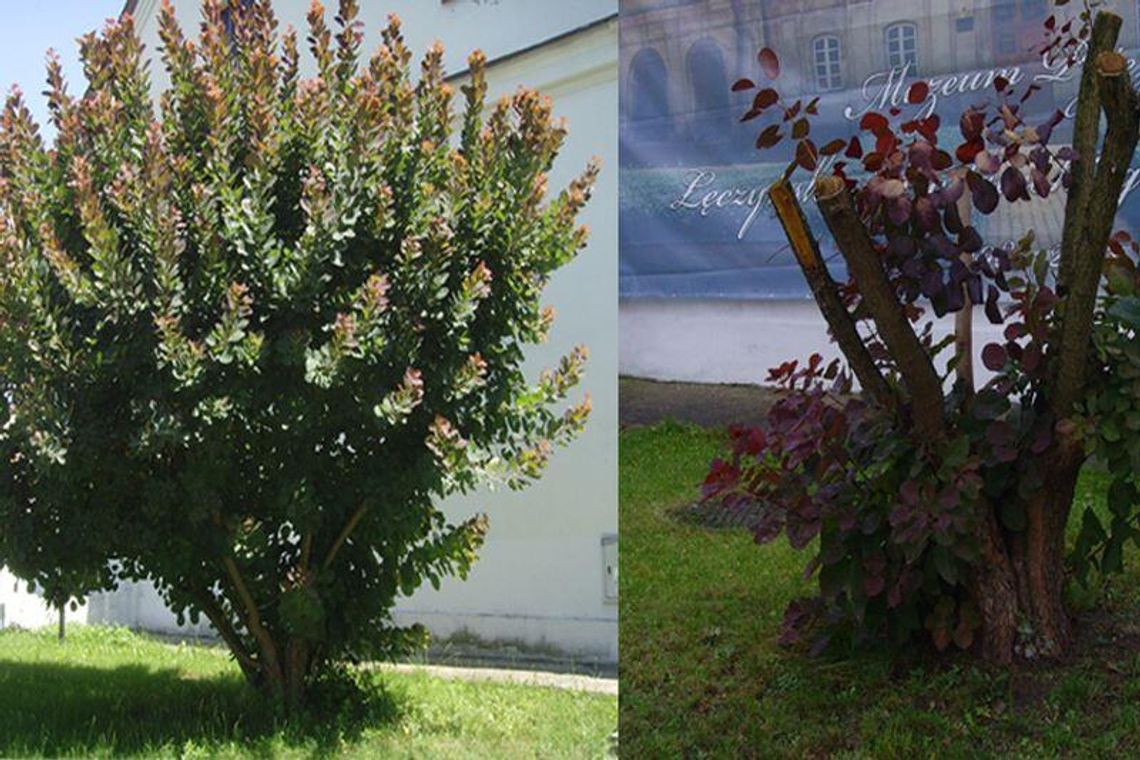 Włodawa: Perukowiec zasłaniał baner, więc go wycięli Włodawa: Perukowiec zasłaniał baner, więc go wycięli