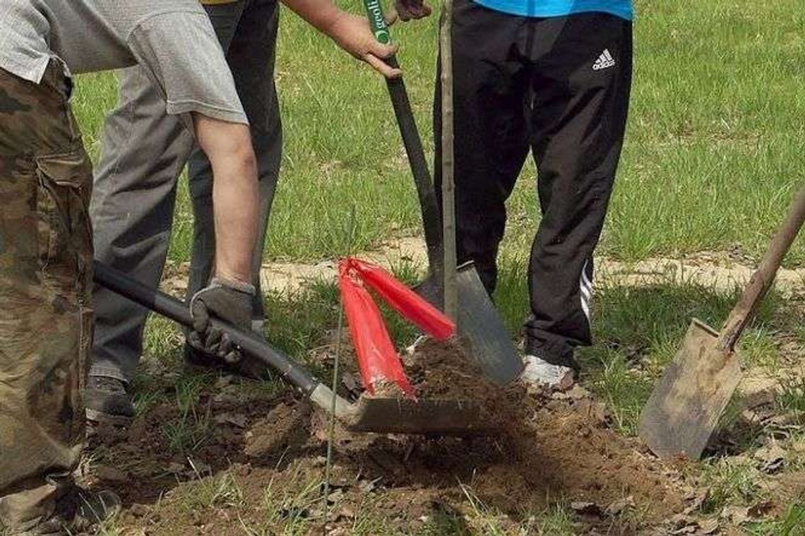 Włodawa: Posadzą nowe cisy, dęby i platany