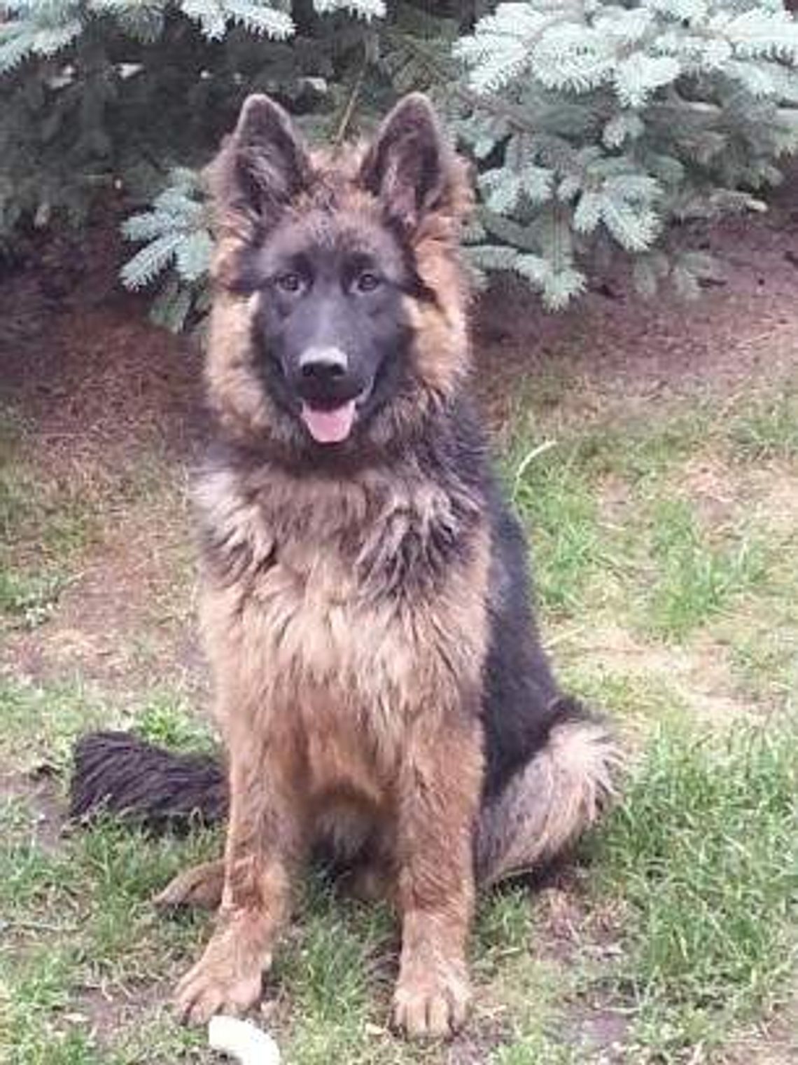 Włodawa: Zaginął owczarek, właściciele proszą o pomoc Włodawa: Zaginął owczarek, właściciele proszą o pomoc