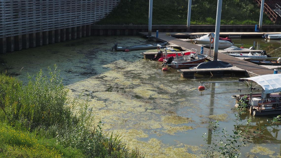Woda w porcie w Puławach zrobiła się zielona. "Czekamy na wiatr" [zdjęcia]