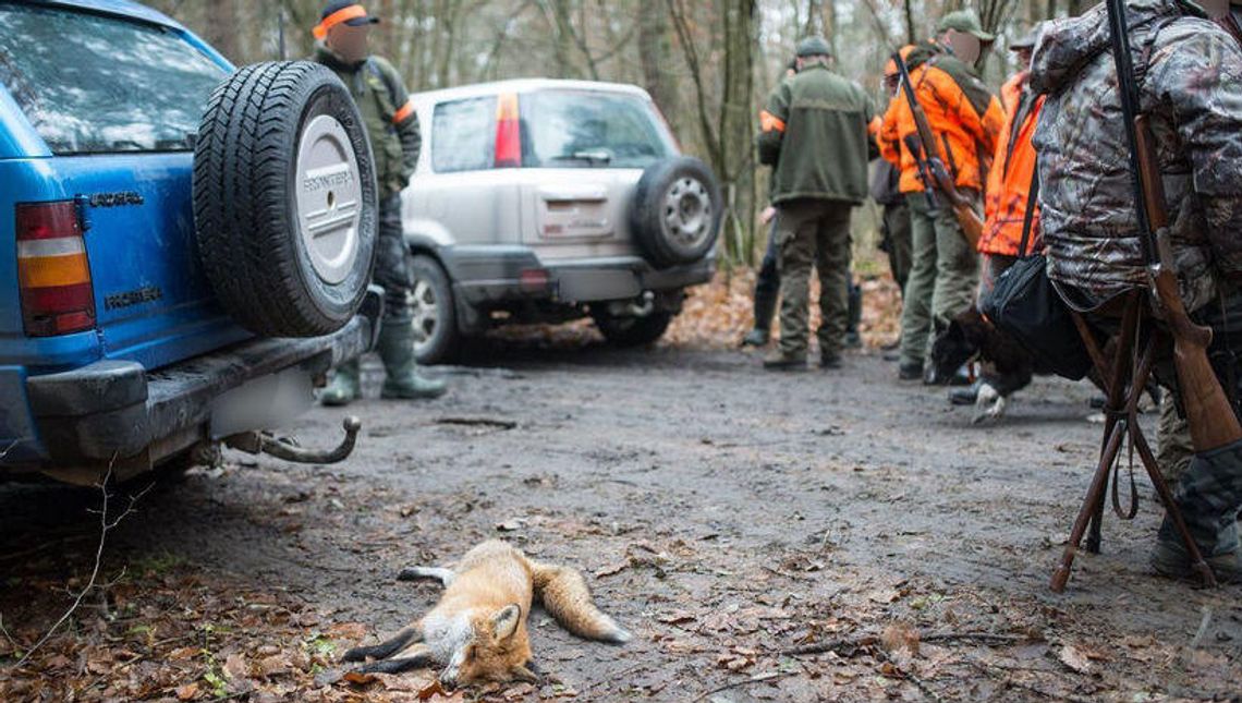 Wojewoda lubelski zakazał zbiorowych polowań na zwierzęta bez zgody lekarza