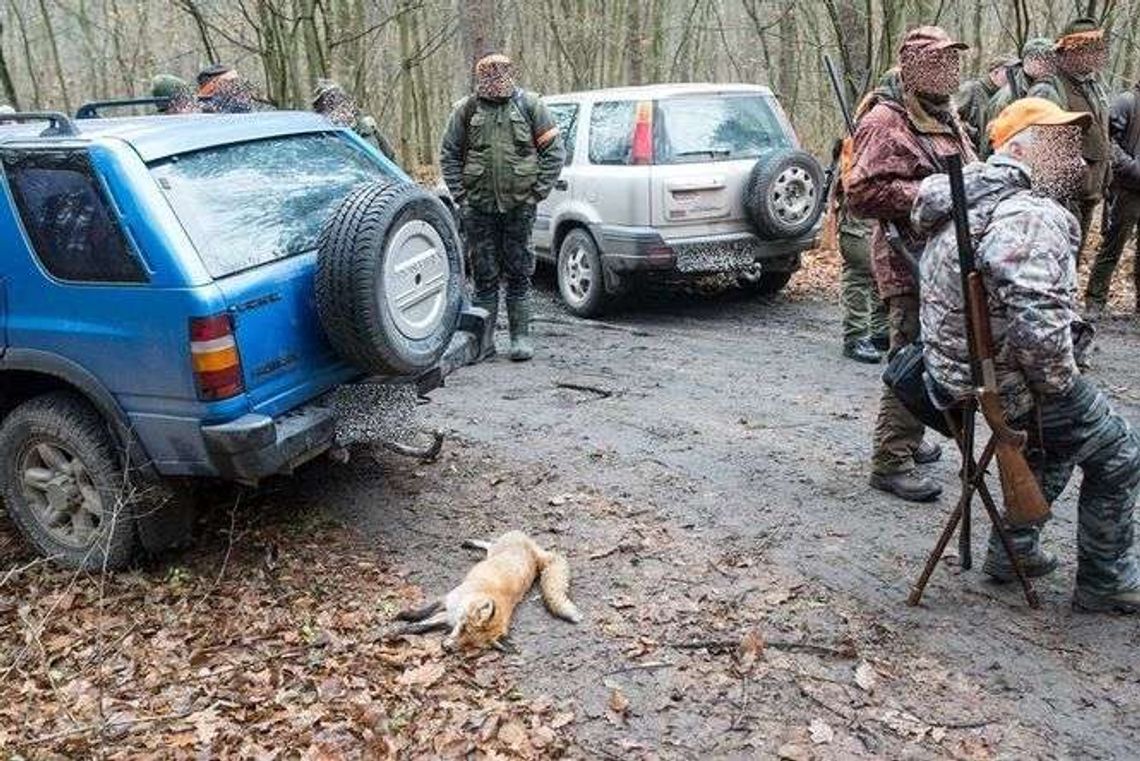 Wojewoda zakazał polowań zbiorowych. Co się stało?