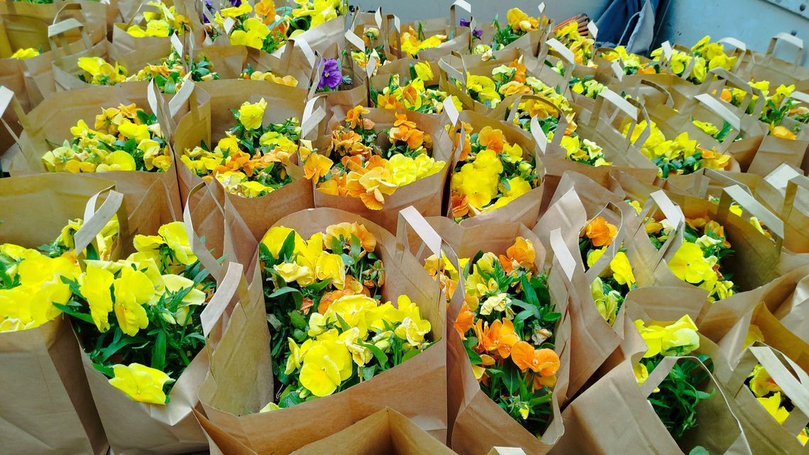 Wojna o bratki. Kwiatki rozeszły się jak świeże bułeczki