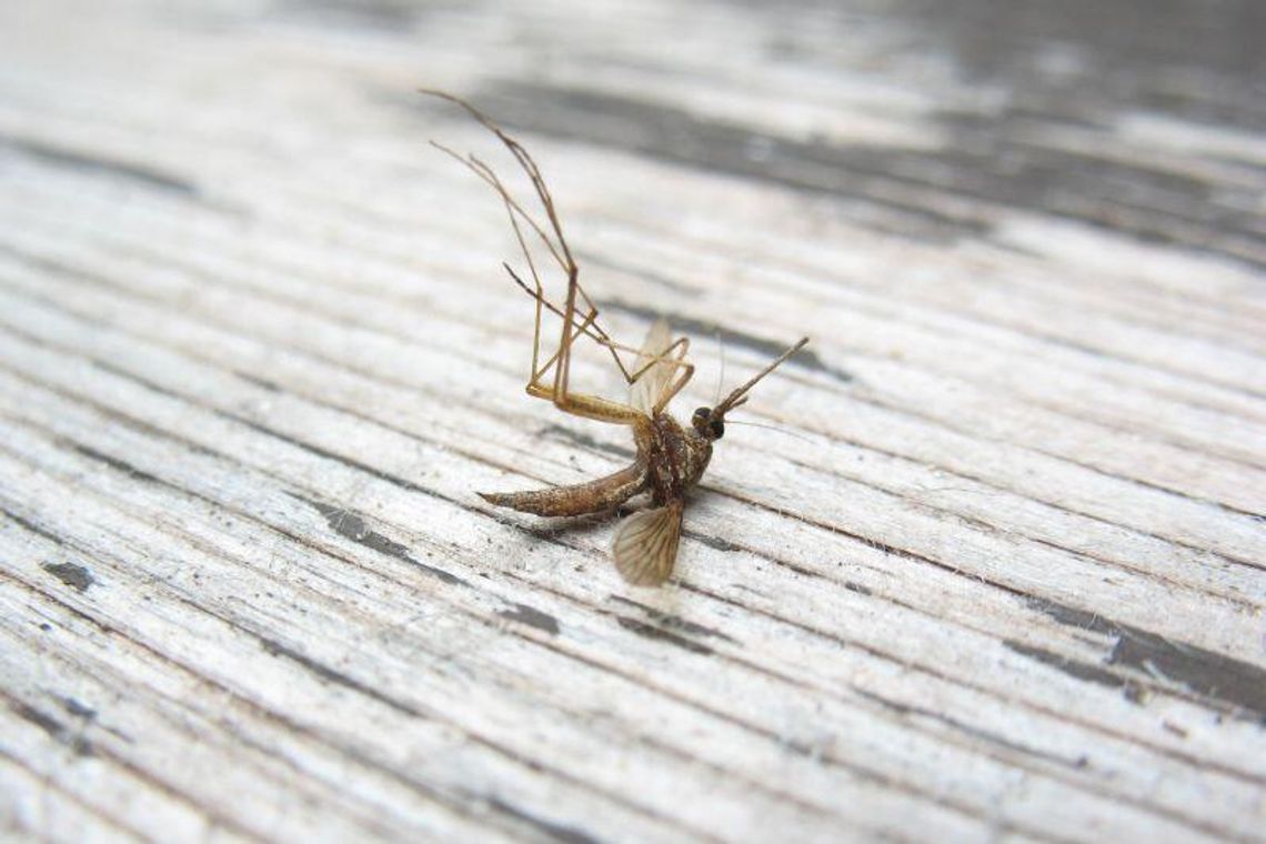 Wojna z komarami. Będą dodatkowe opryski w Puławach