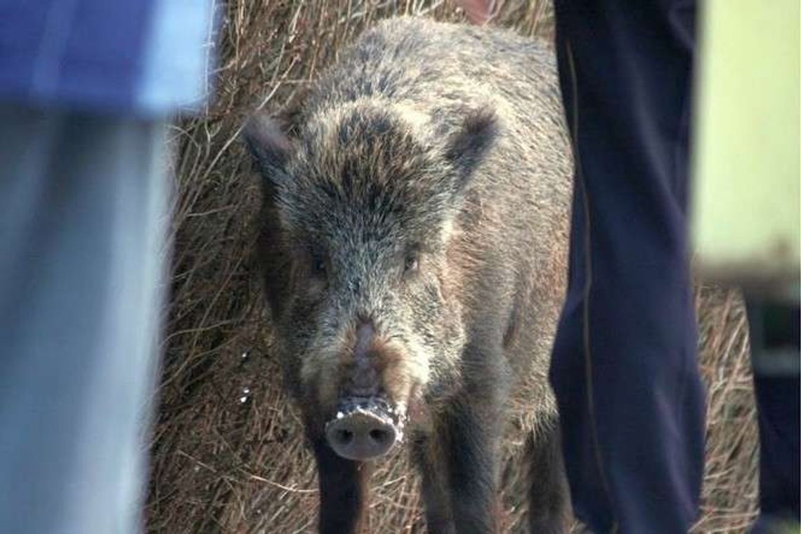 Wojska Obrony Terytorialnej nie pójdą na wojnę z dzikami