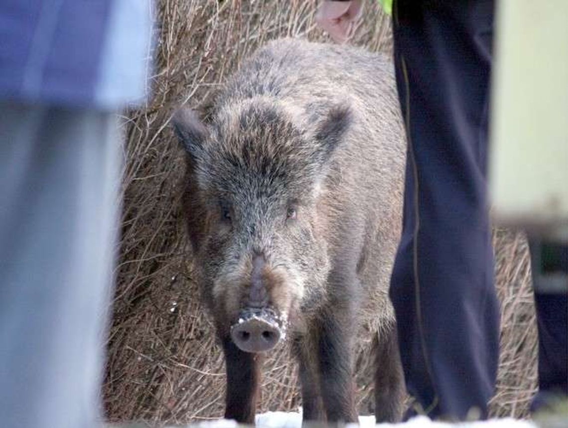Wojsko rusza do lasu na dziki. Wszystko z powodu ASF