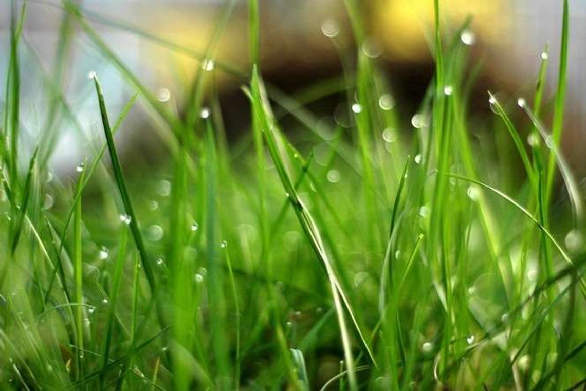 Wójt łamie zakaz podlewania trawników? "Nie podlewałem na swojej posesji"