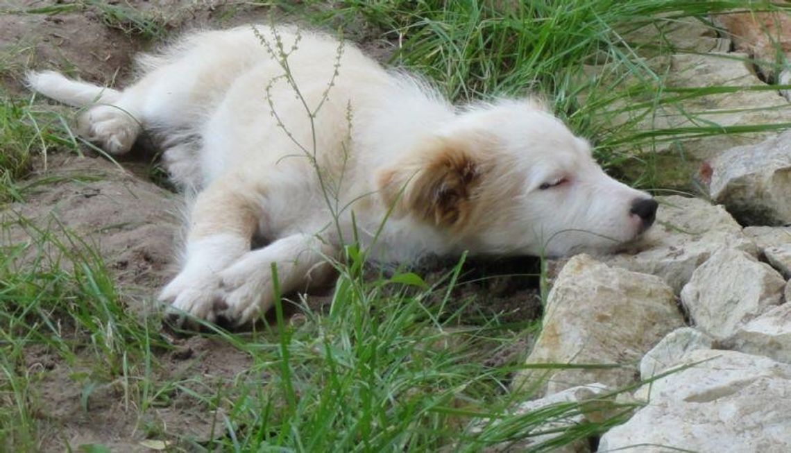 Wójt Tereszpola zajmie się porzuconym szczeniakiem