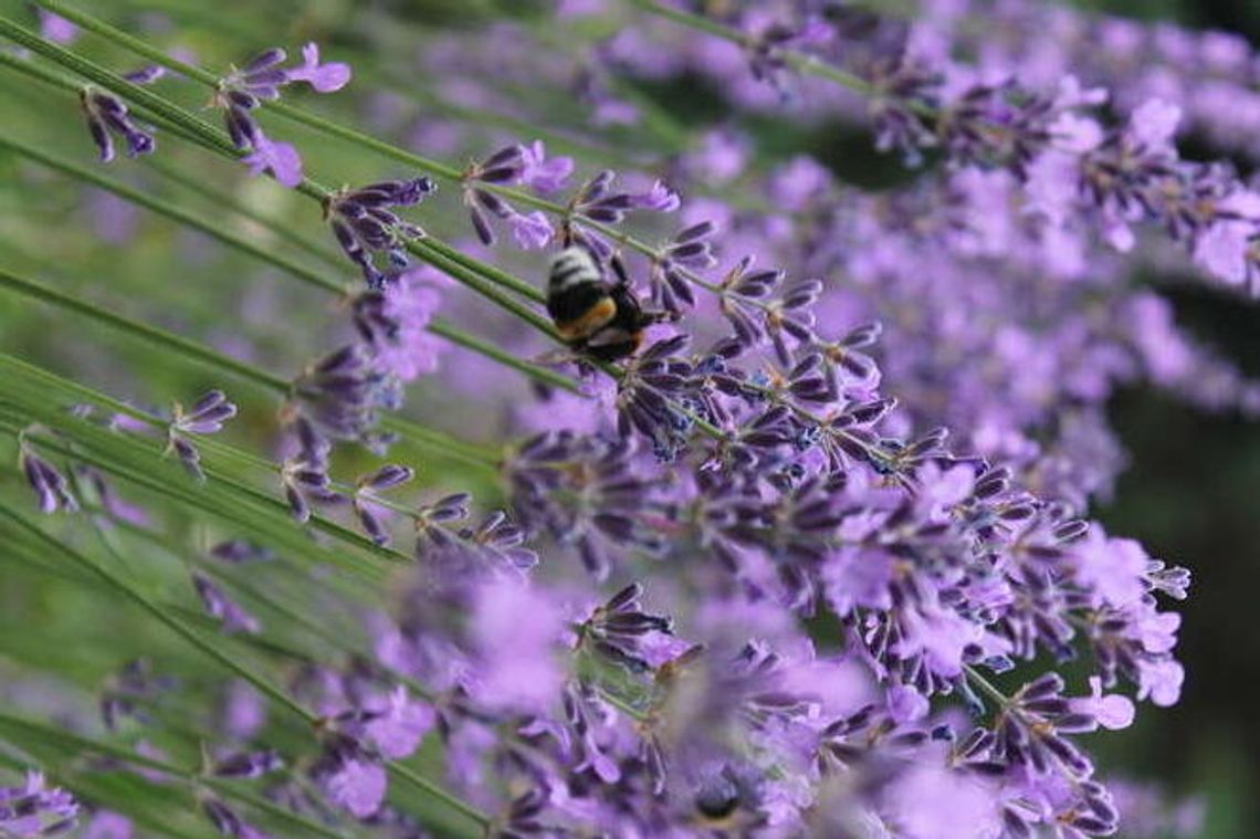 Wokół Zdrowia z Botanikiem