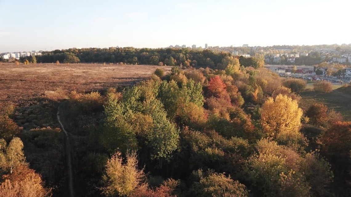 "Wolimy wycinać i wycinać". Biolog o zmianach nie tylko na górkach czechowskich