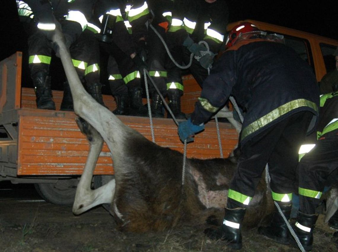 Wólka Dobryńska: Białoruskie samochody zabiły łosia Wólka Dobryńska: Białoruskie samochody zabiły łosia