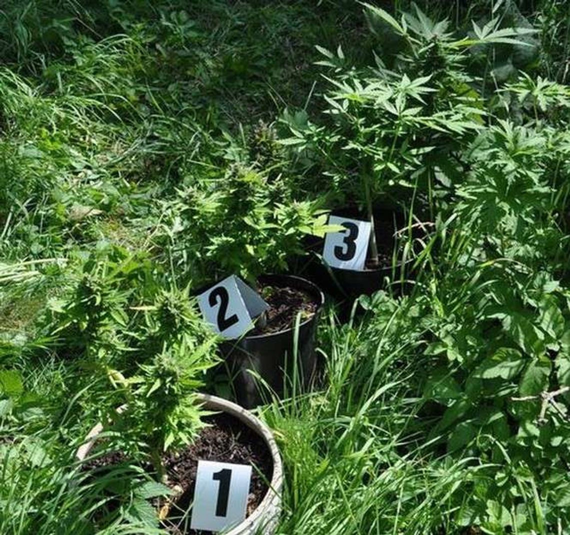 Wpadka ogrodnika. Miał nielegalną grządkę