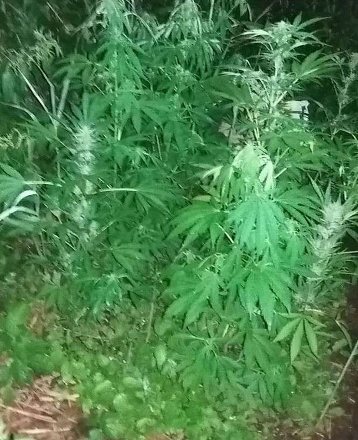 Wpadka ogrodników. Podlewali konopie indyjskie